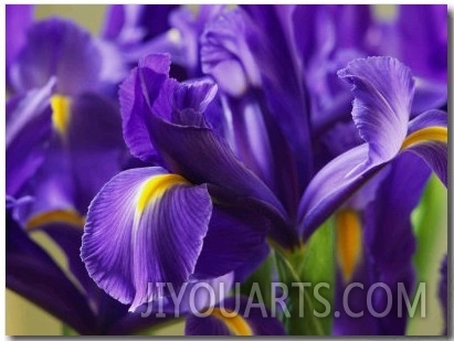 Close View of Irises