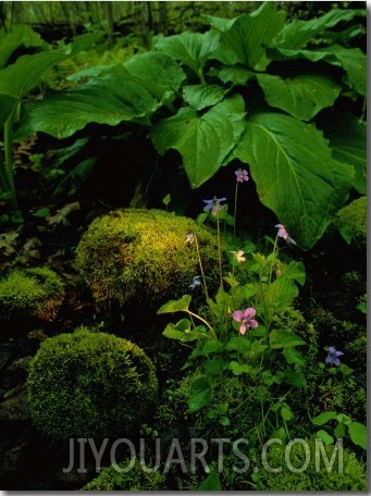 Blue Violets, Mosses, and Skunk Cabbage in a Red Maple Swamp