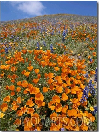 California Poppies and Lupines Fill a Landscape with a Golden Glow