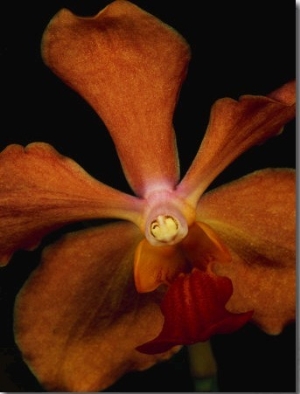Close View of an Orange Orchid Blossom