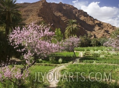 Spring Blooms, Todra Gorge Area, Morocco