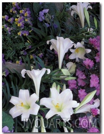 Hydrangea, Violas, Easter Lily
