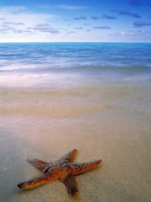Starfish on Beach, Maldives