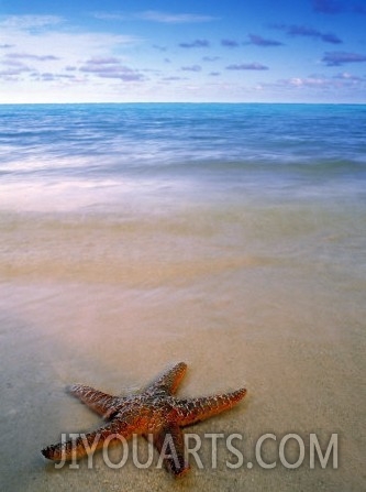 Starfish on Beach, Maldives