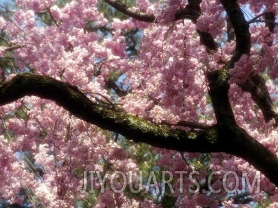 Cherry Blossom Tree in Bloom, Tokyo, Japan