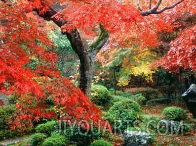 Garden with Maple Trees in Enkouin Temple, Autumn, Kyoto, Japan