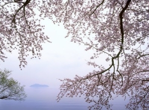 Cherry Blossoms and Lake Biwa