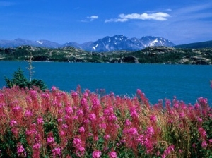 Fireweed on Shores of Tagish Lake System, Fraser, British Columbia, Canada