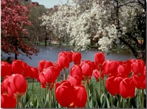 Tulips, Boston Public Garden, MA