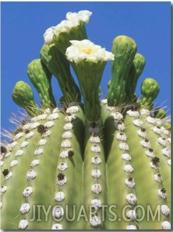 Saguaro Cactus Flower, Sonora Desert Museum, Tucson, Arizona