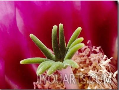 Close View of a Hedgehog Cactus Flower
