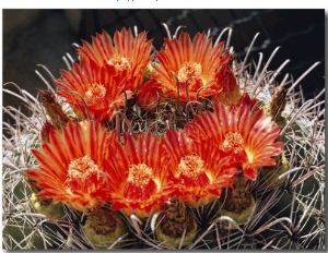 Barrel Cactus in Bloom