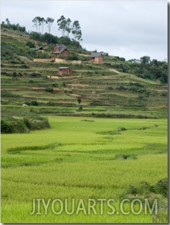Rice Paddies at a Hillside, Antananarivo, Madagascar