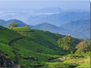 Tea Plantations, Munnar, Western Ghats, Kerala, India