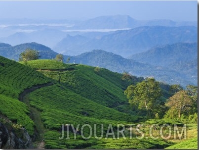 Tea Plantations, Munnar, Western Ghats, Kerala, India