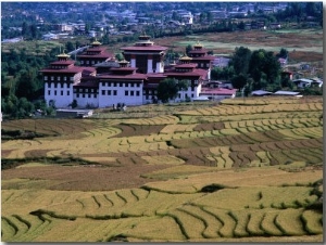 Fields with Trashichhoe Dzong in Background, Thimphu, Bhutan