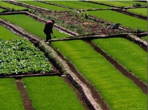Cabbage Crop and Rice Paddies Near Kunming, Kunming, Yunnan, China