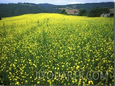 Yellow Flower Covered Fields of San Gimignano, Tuscany, Italy