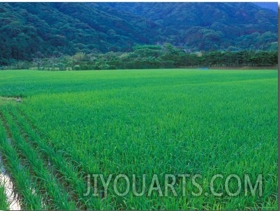 Rice Paddy, Kagoshima, Japan