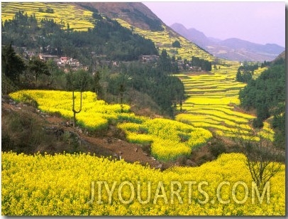 Terraced Fields of Yellow Rape Flowers, China