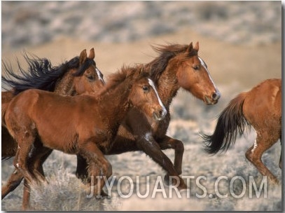 Wild Horses Running Through Desert, CA