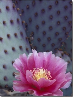 Flowering Beavertail Cactus, Arizona Sonora Desert Museum, Arizona, USA