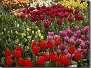 Brilliant Array of Various Tulips in a Garden