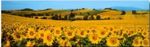 Sunflowers Field   Umbria