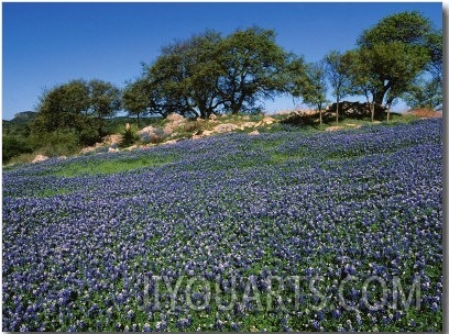 Bluebonnets, Hill Country, Texas, USA