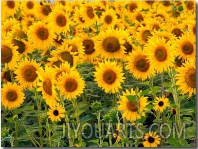 Sunflowers, Colorado, USA