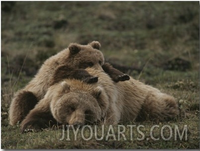 A Grizzly Mother and Her Cub Lounge Together in a Field