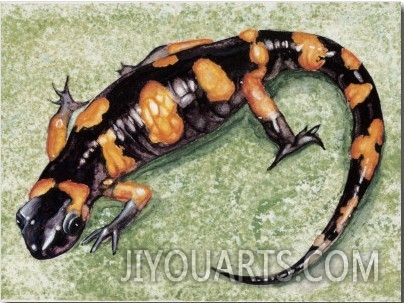 Close Up of a Salamander (European Fire Salamander)