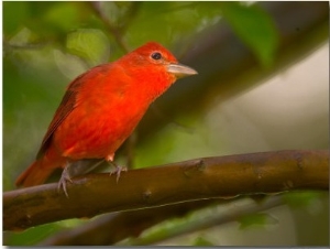 Summer Tanager (Piranga Rubra) Perched on Branch in Forest