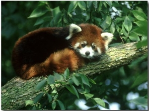 Red Panda (Aka, Cat Bear), Ailurus Fulgens Native to Tempera Te Forests Himalayas