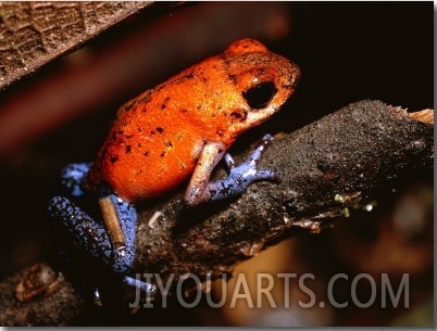 A Poison Arrow Frog Sits on Bark in the Rain Forest
