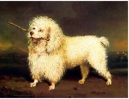 A Lovely Poodle