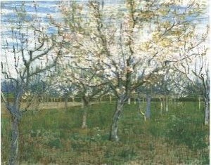 Orchard With Blossoming Apricot Trees
