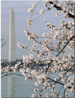 Washington Monument and Cherry Blossoms