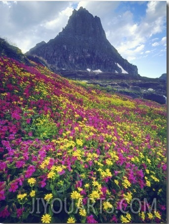 Wildflowers in Summer, Glacier National Park, Montana, USA