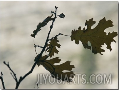 Close View Silhouette of a California Black Oak Leaf