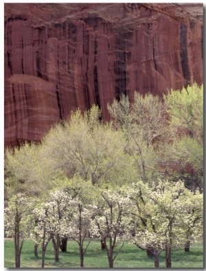 Red Cliffs Behind Fruit Trees