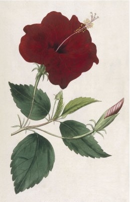 China Rose Hibiscus