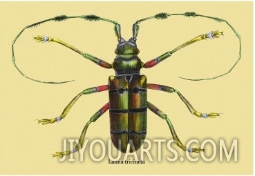 Beetle: Lamia Tricincta