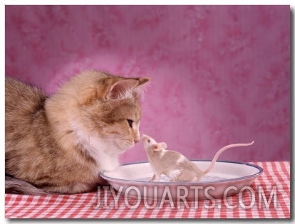 Cat and Mouse on Dinner Plate