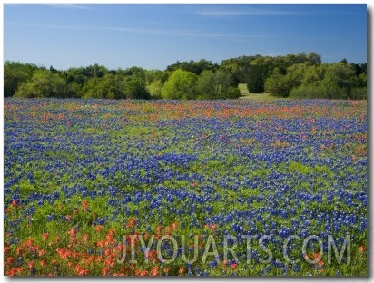 Blue Bonnets and Indian Paintbrush with Oak Trees in Distance, Near Independence, Texas, USA