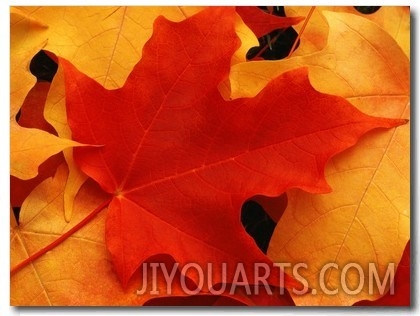 Red and Yellow Maple Leaves