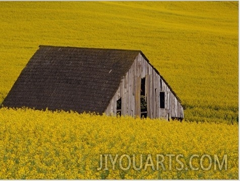 Decaying Barn and Canola Field