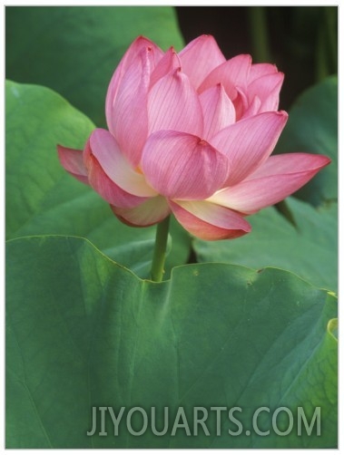 Ohga Lotus, Sankei en Garden, Yokohama, Japan