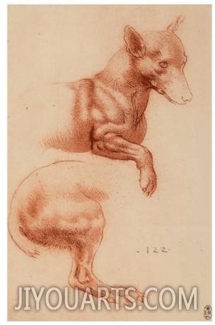 Study of a Pomeranian Dog, Drawing, Royal Library, Windsor