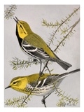 A Painting of a Pair of Black Throated Green Warblers